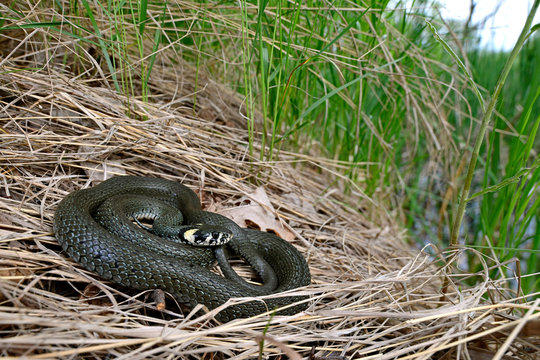Ringelnatter (Natrix natrix) aus Nordostpolen - Grass snake in Poland