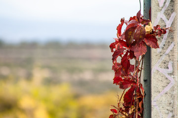 Creeper plant of red color leaves on a background partition with an unfocused nature background and blue sky