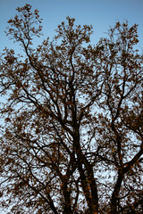 Tree with brown leaves about to fall in autumn with a blue sky in the background