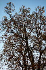 Tree with brown leaves about to fall in autumn with a blue sky in the background