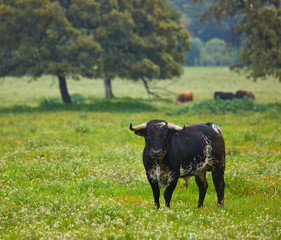 Fighting bulls, Dehesa, Mediterranean forest, Sevilla province, Andalucia, Spain