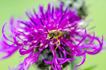 Insekten