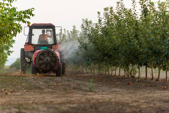 Spraying Trees In Fruit Orchard Against Deceases