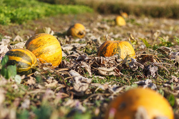 Pumpkins on the field.