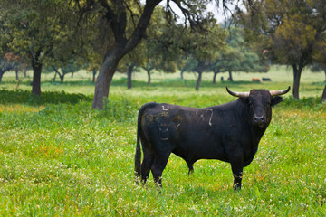 Fighting bulls, Dehesa, Mediterranean forest, Sevilla province, Andalucia, Spain
