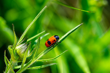 Insekten