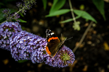 Red Admiral butterfly on a pale purple buddleia flower