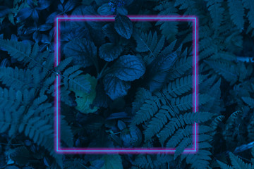 Neon light frame glowing behind leaves. Duotone creative background