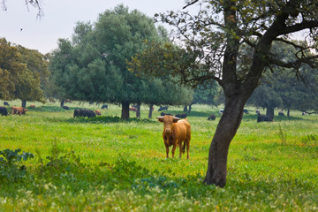 Fighting bulls, Dehesa, Mediterranean forest, Sevilla province, Andalucia, Spain