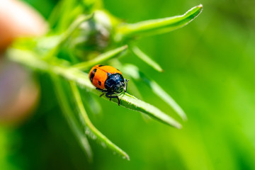 Insekten