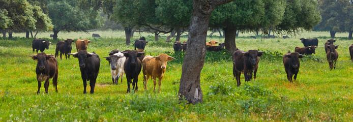 Fighting bulls, Dehesa, Mediterranean forest, Sevilla province, Andalucia, Spain