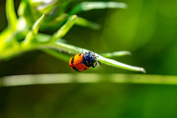Insekten