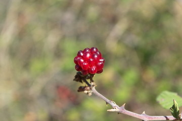The unripe blackberry