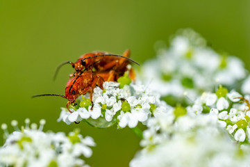 Insekten