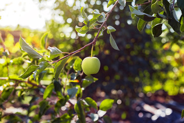 Beautiful tasty green apple on branch of apple tree in orchard. Autumn harvest in the garden outside. Village, rustic style. Copy space.