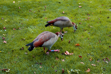 Beautiful Ducks in the grass