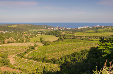 top view of vineyards and fields