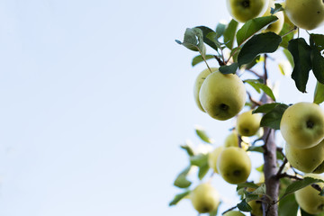 Beautiful tasty green apple on branch of apple tree in orchard. Autumn harvest in the garden outside. Village, rustic style. Copy space.