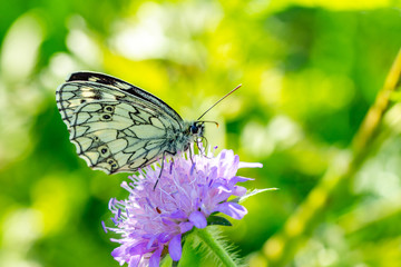 Insekten