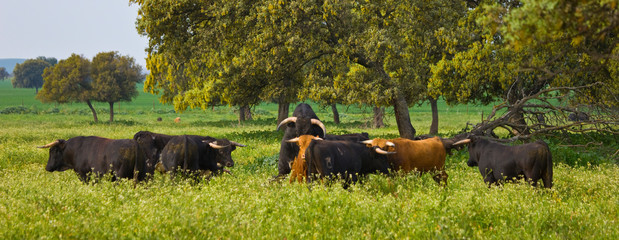 Fighting bulls, Dehesa, Mediterranean forest, Sevilla province, Andalucia, Spain