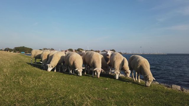 Sheep grazing on dyke