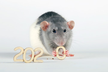 Happy New Year! The symbol of the new 2020 is a rat. Fluffy white (silver) rat, holding in its paws and gnaws the wooden figure (number) zero.