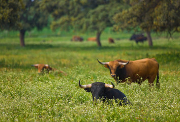 Fighting bulls, Dehesa, Mediterranean forest, Sevilla province, Andalucia, Spain