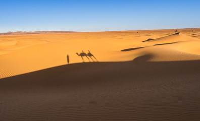 Fototapeta na wymiar Camel silhouette in sahara desert in morocco