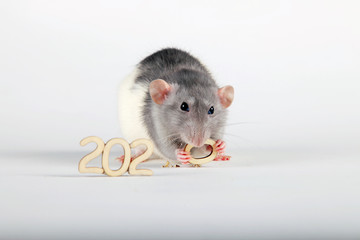 Happy New Year! The symbol of the new 2020 is a rat. Fluffy white (silver) rat, holding in its paws and gnaws the wooden figure (number) zero.