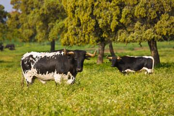 Fighting bulls, Dehesa, Mediterranean forest, Sevilla province, Andalucia, Spain
