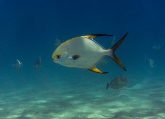 Fototapeta na wymiar Sea fish Pompano (Trachinotus blochii) in the sea.