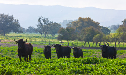 Fighting bulls, Dehesa, Mediterranean forest, Sevilla province, Andalucia, Spain