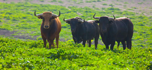 Fighting bulls, Dehesa, Mediterranean forest, Sevilla province, Andalucia, Spain