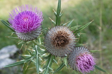 Photo of Onopordum acanthium (cotton thistle)