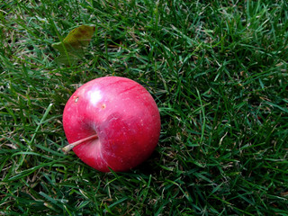 Red Apple on green grass close-up.