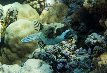 Masked pufferfish (Arothron diadematus) .