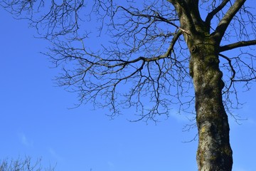 Tree Trunk and Branches 2072-040