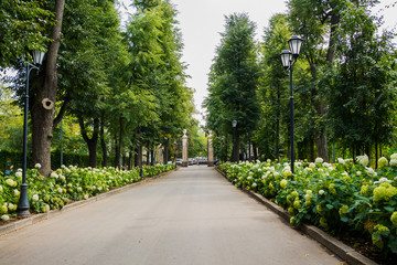 Fototapeta na wymiar Walkway in the park on a summer day, figured trees