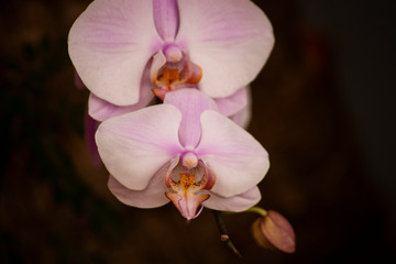 Obraz premium orchid