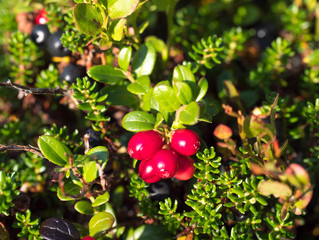 close up ripe red cranberry on the branch with green leaves in golden sun light. selective focus