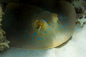 Bluespotted ribbontail ray or (Taeniura lymma) lies at the bottom of the sea.