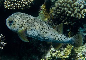 Porcupinefish (Diodon hystrix) in the sea.