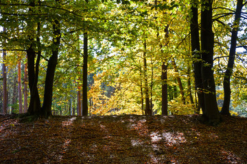Autumn in the forest on a sunny day
