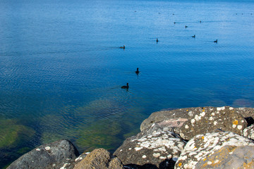 Folaghe nel Lago di Bolsena