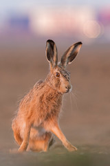 Sitting Hare (Lepus europaeus)