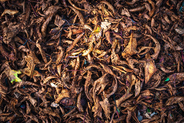 Brown leaves background in a park