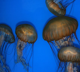 jellyfish in aquarium