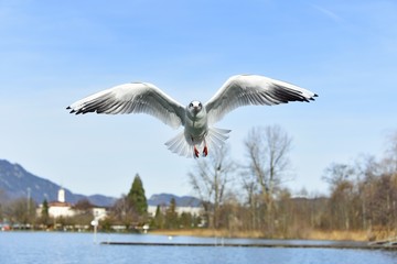 seagull in flight