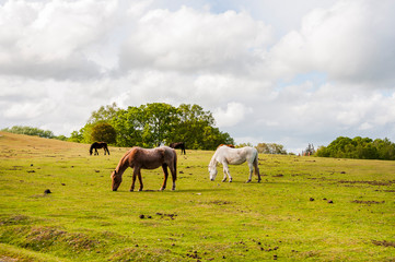 New Forest, Nationalpark, Wilde Pferde, Wanderweg, Frühling, England, Südengland