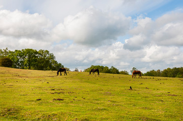 New Forest, Nationalpark, Wilde Pferde, Weideland, Wanderweg, Frühling, England, Südengland